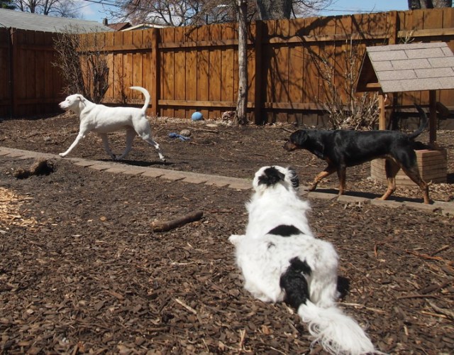 I guess he really likes to trot now?