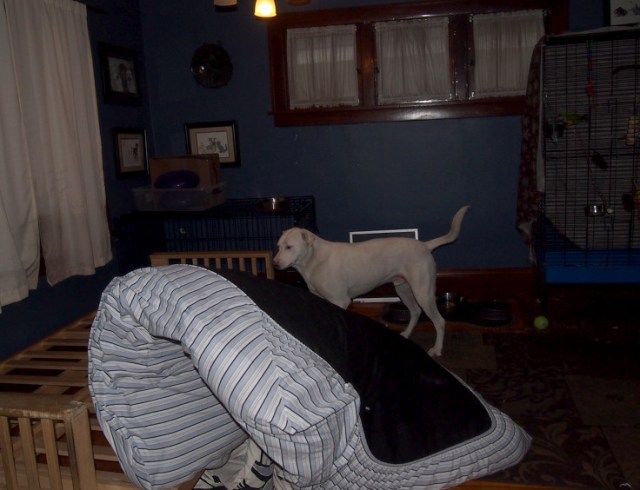 Peeling the futon off the frame will all make sense in a minute.