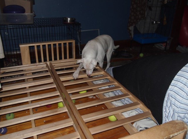 See? Helper dog just wanted to get the balls out. 