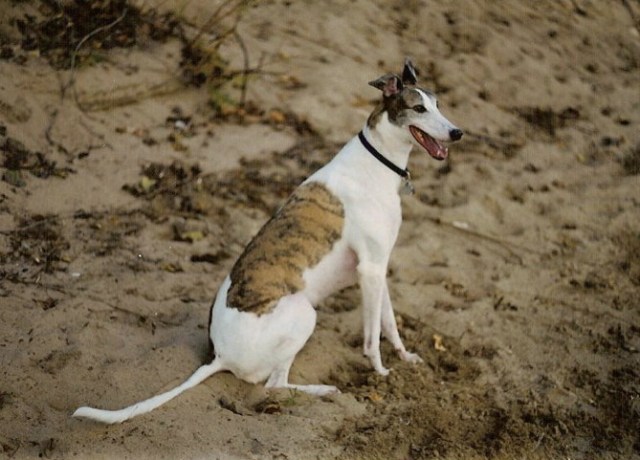 Yes greyhounds can sit.