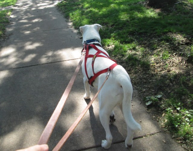 Playing the part of Maisy today: mushbaby