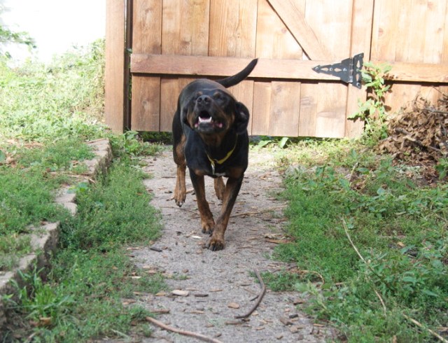 The face of a dog who has just heard the word "scooter."