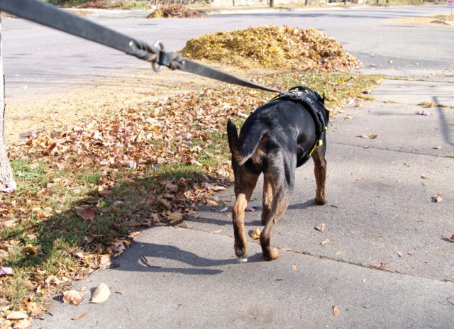 Happy to be unexplosively pulling.