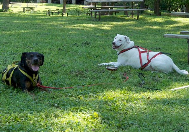 More relaxed ears and posture, head high, loose mouth. A happier Maisy.
