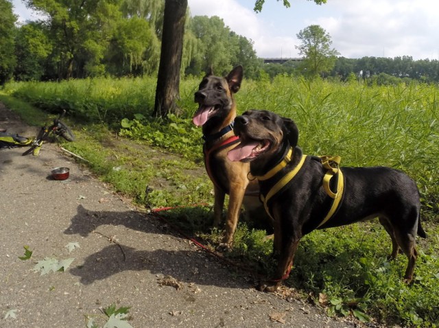 Normal, relaxed posture, loose mouth, ears back but not pinned. A happy Maisy again. 